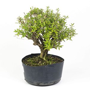 Pré Bonsai de Serissa  (Phoetida) 6 anos (31 cm)