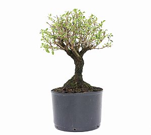 Pré Bonsai de Serissa (Phoetida) 2 anos (24 cm)