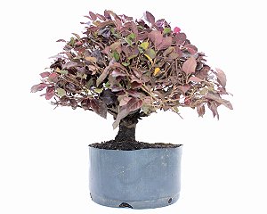 Pré Bonsai de Loropetalum 8 anos (30cm) Hamamélis