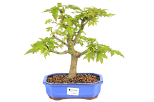 Bonsai de Acer Palmatum 5 Anos ( 30 cm)