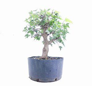 Pré Bonsai de Acer Kaede (muda) 8 anos 45 cm