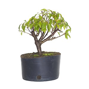 Pré Bonsai de Sakurá 3 anos (28 cm)