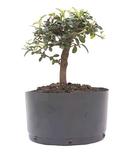Pré Bonsai de Cotoneaster Apiculata 2 anos ( 25 cm )
