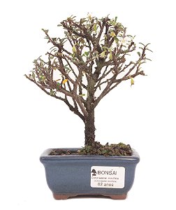 Bonsai de Cotoneaster Apiculata - 2 anos ( 18 cm )