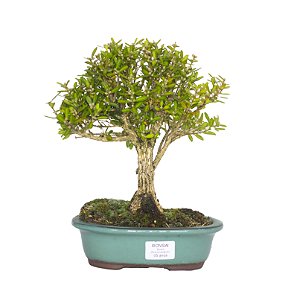 Bonsai de Buxus Harlandi - 5 anos (27 cm)