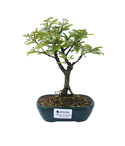 Bonsai de Calliandra branca 2 anos (20 cm)