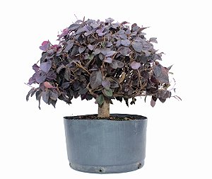 Pré Bonsai de Loropetalum 7 anos (35 cm) Hamamélis