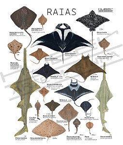 Livro A Riqueza dos Oceanos , Vol 2 - PRÉ LANÇAMENTO PROMOCIONAL