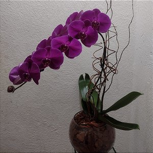 Orquídea Phalaenopsis Roxa no Vidro