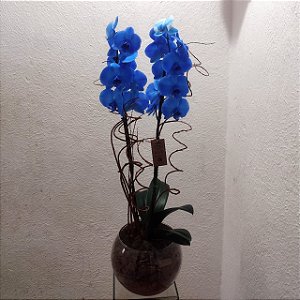 Orquídea Phalaenopsis Azul no Vidro