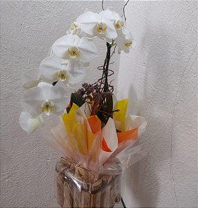 Orquídea Phalaenopsis Branca no Cachepot de Madeira