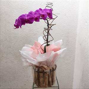 Orquídea Phalaenopsis Roxa no Cachepot de Madeira