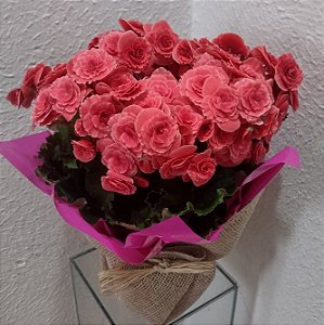 Begônia Cor-de-Rosa na Juta