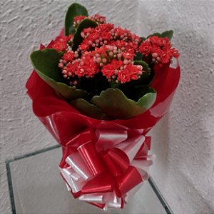 Mini Kalanchoê Vermelho