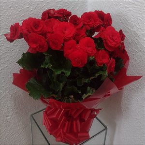 Begônia Vermelha