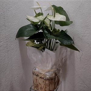 Antúrio Branco no Cachepot
