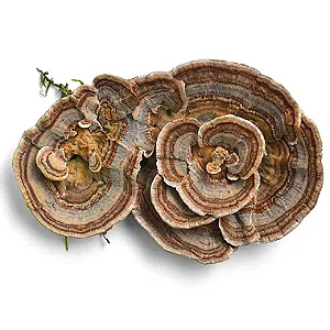 Cogumelo Cauda de Peru / Turkey Tail Desidratado. 50g