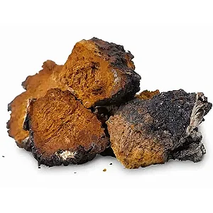 Cogumelo Chaga (Inonotus obliquus) Desidratado. 50g