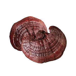 Cogumelo Reishi Desidratado. 1 Kg.