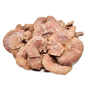 Cogumelo Reishi Atacado.