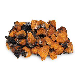Cogumelo Chaga Atacado.