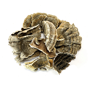 Cogumelo Cauda de Peru Atacado.