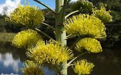 Agave Americana