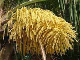 Palmeira Gerivá (pólen para abelhas)