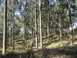 Eucalyptus benthamii