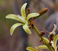 Pau para Tudo  - Pimenteira -  Capsicodendron dinisii