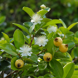 Gabiroba Crespa - Campomanesia reitziana