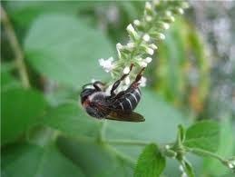 50 Sementes de  Erva santa/Alfazema do Brasil -Aloysia gratissima (Melífera)