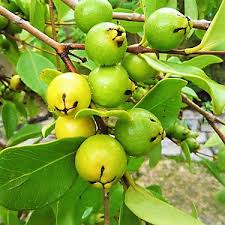 Araçá Amarelo - Psidium cattleyanum - Muito visitada pelas ASFs