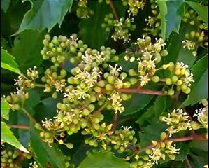 Falsa-Vinha  visitada por Tubunas / jatais e Mirins