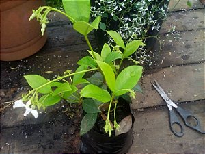 Trepadeira Madressilva - Lonicera japônica - Perfume doce e Intenso