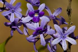 Petreia - Flor de São Miguel - Petrea volubilis