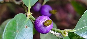 Araçá-de-macaco - Araçá Azul - (Psychotria suterella)