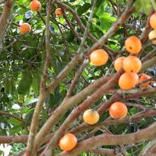 Cambucá - Plinia edulis - Frutífera e Melífera