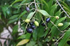 Guamirim folha Fina - Myrcia Splendens - Mudas  com 30cm