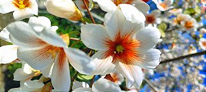 Tungue - Florada Exuberante