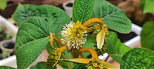 Mourão de Candeia - Velame - Croton triqueter Lam. (anteriormente Julocroton triqueter).