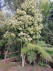 Grumixama Mirim - EUGENIA BLASTANTHA