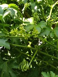 Cipó Tayuya - Cayaponia podantha