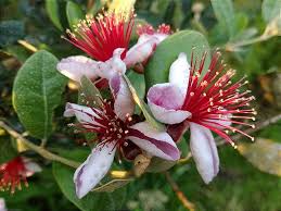 Goiaba Serrana - Acca sellowiana