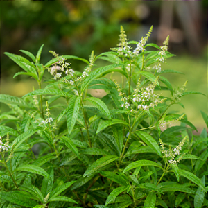 Limonete - Aloysia citrodora