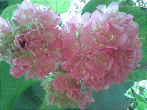 Astrapeia rosa, fonte de néctar para as abelhas no inverno