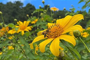 10 Estacas de Margaridão Amarelo – Tithonia diversifolia – Planta para Abelhas