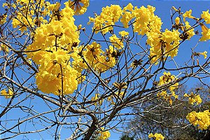 Ipê-do-brejo – Tabebuia umbellata | Muda de Árvore Nativa Melífera