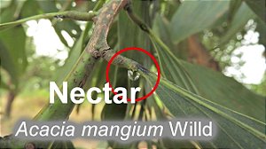 Acácia Mangium  a Árvore do Apicultor/Meliponicultor/Agricultor