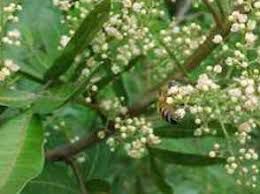 Aroeira Pimenteira - Schinus terebinthifolia Melífera